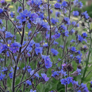 Close-up of vibrant blue flowers in a garden.
